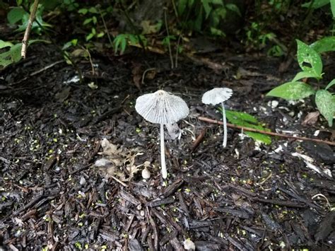 White Mushroom Or Fungus In Brown Soil Stock Image Image Of Fungus