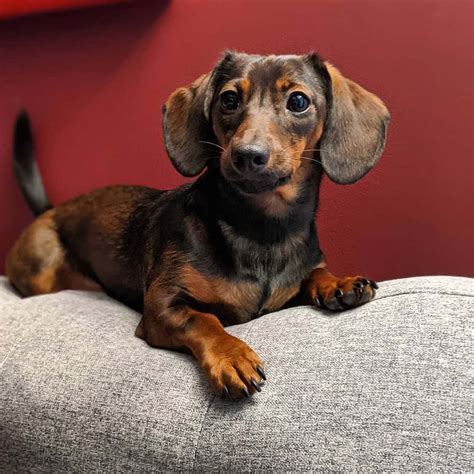 Miniature Dachsund Dog Breed Pictures Colors Bark Characteristics