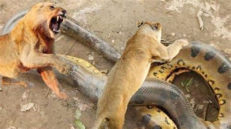 Anaconda Snake Vs Lion 🐍anaconda Snake Vs Tiger Lion Elephant