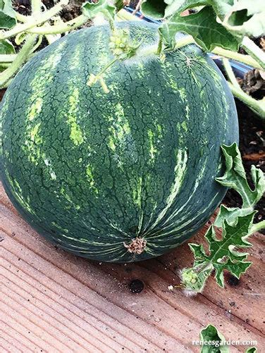 Mini Love Personal Size Watermelons Renees Garden Seeds