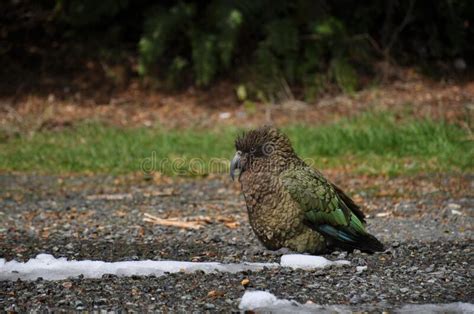Beautiful New Zealand Kea Parrot Stock Photo Image Of Bird