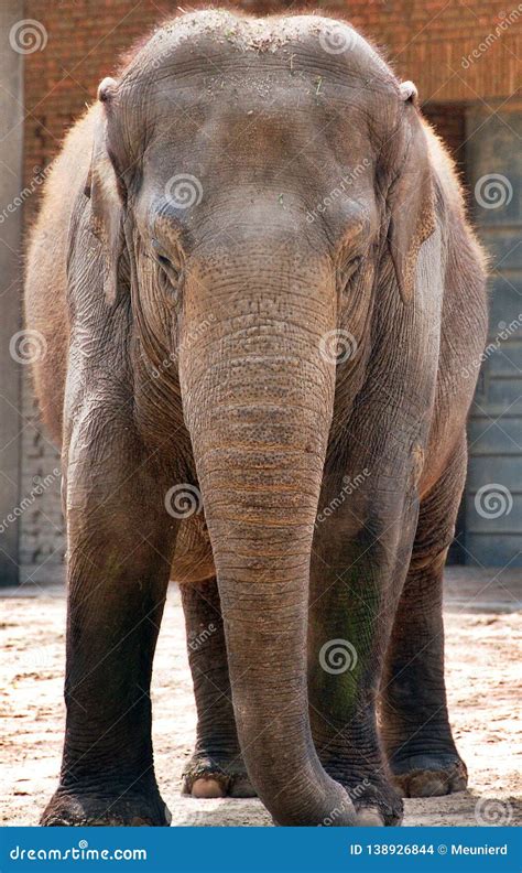 Asian Elephant Elephas Maximus Stock Photo Image Of Called Mammal
