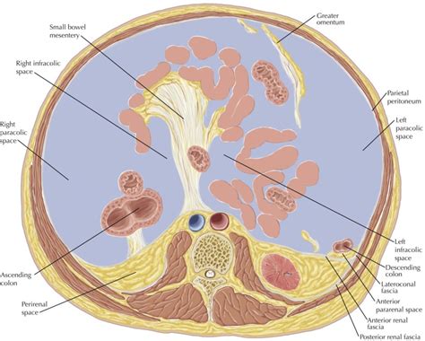 Anatomy Of The Peritoneum And Peritoneal Cavity Within The Abdomen My