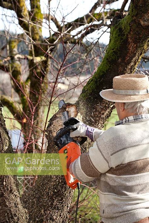 Removing Fungus From Cherry Tree By Robert Mabic Gap Gardens