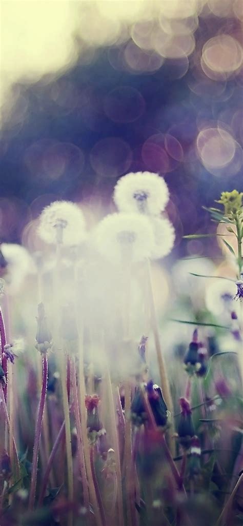 Dandelion Blur Wallpapersc Iphonexs