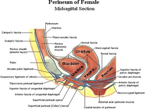 Urogenital Diaphragm