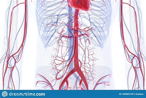 Blood vessels can be damaged by the effects of high blood glucose levels and this can in turn cause damage to organs, such as the heart and eyes, if the renal arteries arise, one on each side, from the abdominal aorta at a point opposite the upper the lymphatic networks inside the capsule and around. The Abdominal Blood Vessels Stock Illustration ...
