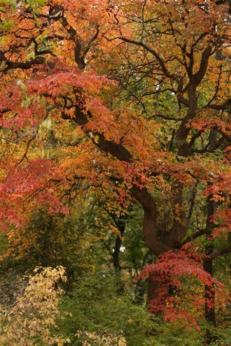 Our ideally, something that lives for many years and is the size of a small tree. 53 best images about Ornamental Trees for Zone 4 & 5 on ...