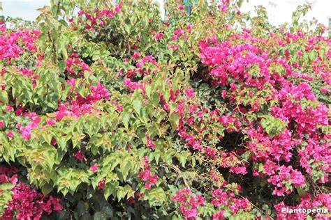 The smaller growing varieties are the best, and good drainage is essential. Bougainvillea Plant Care - How to Grow and Prune this ...