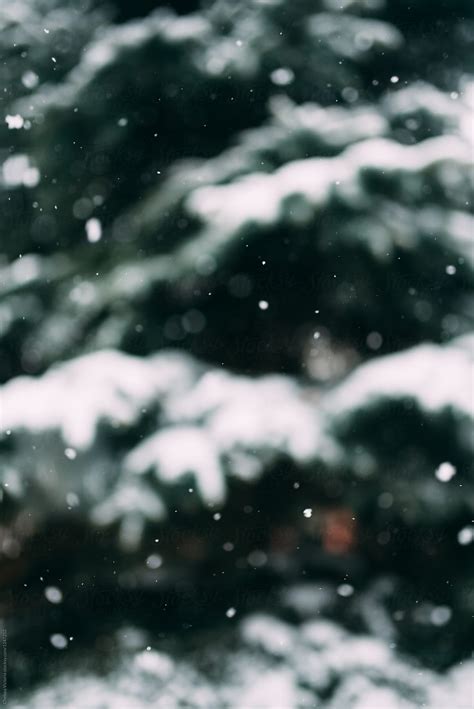 Snow Covered Trees Del Colaborador De Stocksy Chelsea Victoria