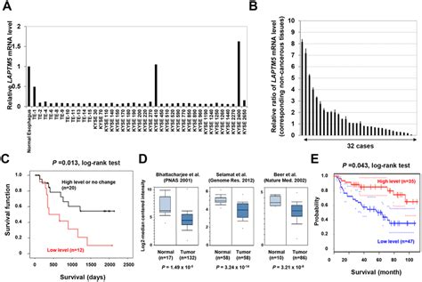 Down Regulation Of Laptm In Human Cancers A And B Expression