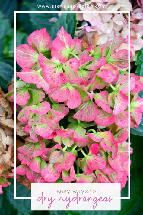 3 Easy And Best Methods For Drying Hydrangeas You Wont Believe How