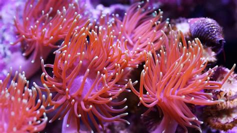 Interesting Sea Anemone Facts Youtube