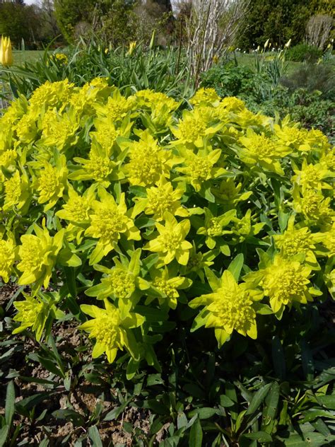Maybe you would like to learn more about one of these? Gold-Wolfsmilch kaufen - Garten von Ehren Qualität seit ...