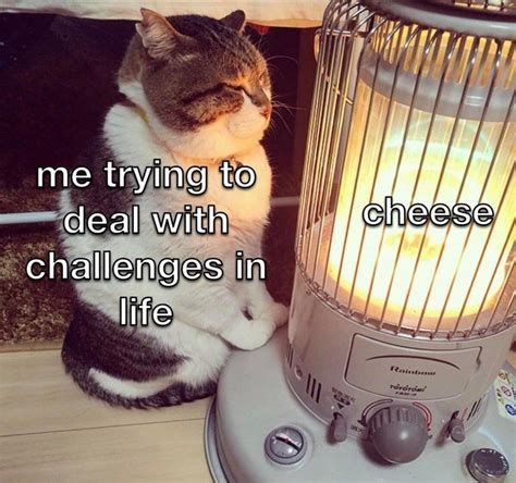 33 Purrfect Cat Memes For All The Grumpy Cats On Monday Morning