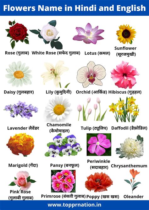 Pictures Of Flowers And Their Names