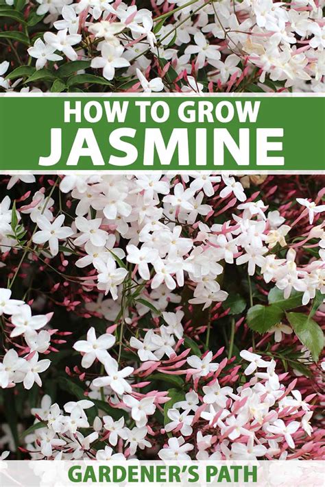 Night Blooming Jasmine Planting Spacing