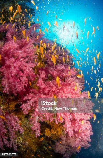 Pink Coral Reef Stock Photo Download Image Now Australia Great