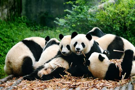 Panda Velká Zajímavosti Asianstylecz