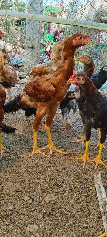 Aseel Chicks Mk Poultry And Hatchery Farms Nagpur Maharashtra
