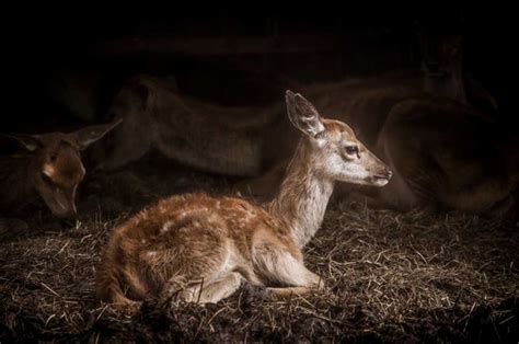 Animal History - PlacentaRisks