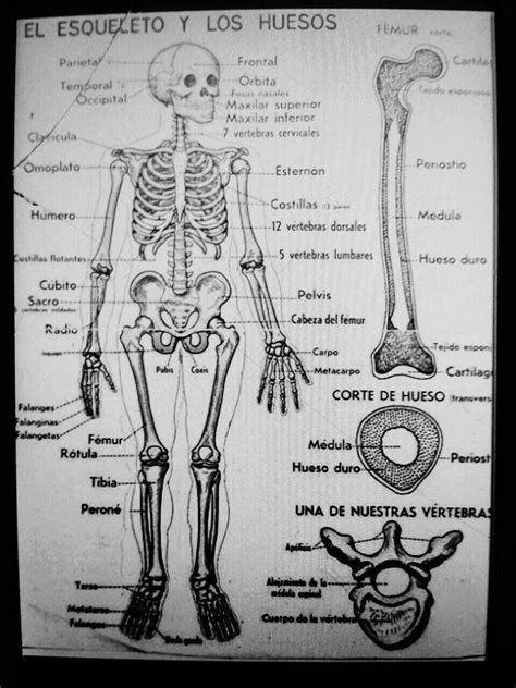 Pin De Maria Anselmo Em Anatomia Ossea Anatomia Ossea Anatomia