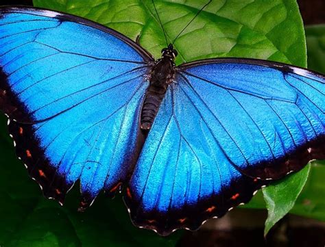 Blue Morpho Butterfly Br