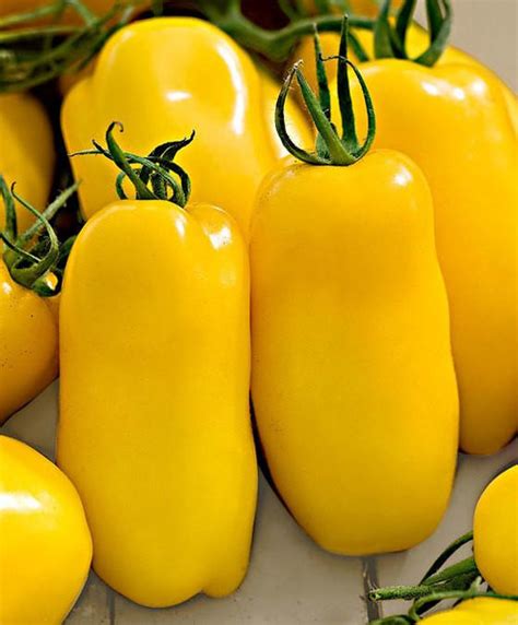 Tomato Banana Legs 50 80 Seeds Solanum Lycopersicum Vegetable