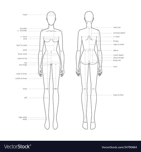 Women Body Parts Terminology Measurements Vector Image