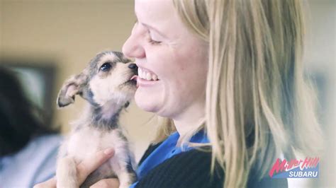 Subaru Love A Pet Adoption Event Miller Hill Subaru Youtube