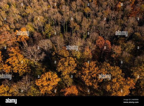 Aerial Top View Deciduous Forest Hi Res Stock Photography And Images