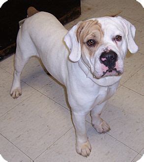 The cost to adopt a bulldog is around $300 in order to cover the expenses of caring for the dog before adoption. Chambersburg, PA - English Bulldog. Meet Mario a Pet for ...