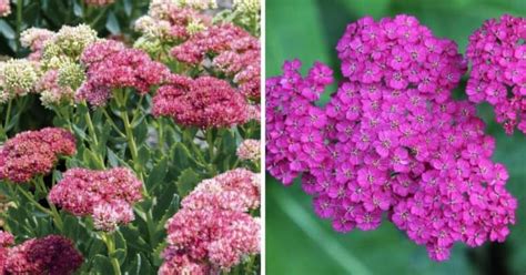 Top 17 Hardy And Cold Tolerant Perennial Flowers Gardening Channel