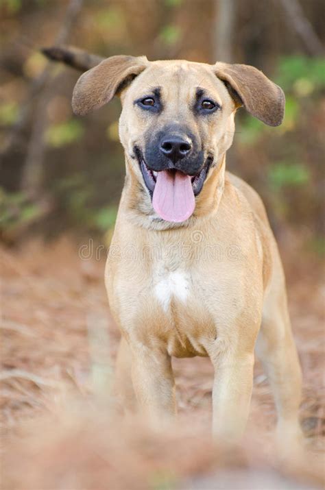 Shepherd Hound Mixed Breed Puppy Adoption Portrait Stock Image Image