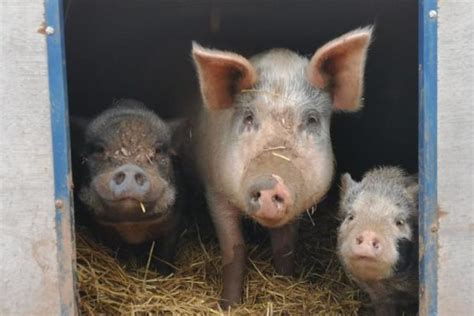 Pig Barn Goodheart Animal Sanctuaries