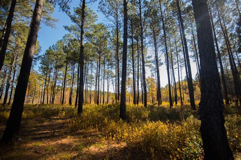 How Big Woods Became A State Forest And Wildlife Area Tidewater