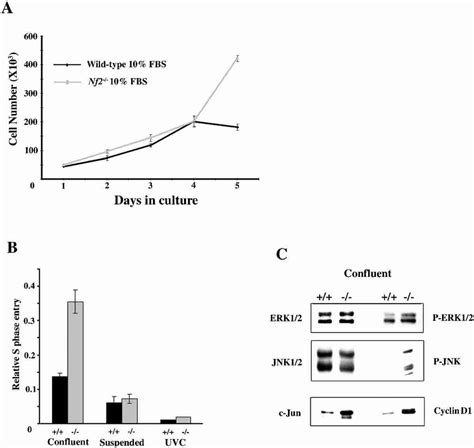 Nf2 −/− MEFs do not undergo contact-dependent inhibition ...
