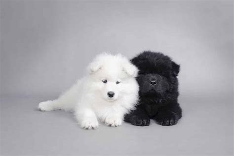 Can Samoyeds Be Different Colors Are Black Samoyeds Real