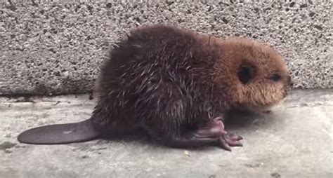 Lost Baby Beaver At Dc Subway Is Cared For Until Help Arrives Video