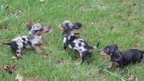 Including the yorkie, chihuahua, morkie, maltese, poodle, french bulldog, dachshund, cockapoo, maltipoo, pomeranian, shih tzu, schnauzer, cavalier king charles spaniel, corgi. Mini Dachshund Puppies For Sale - YouTube