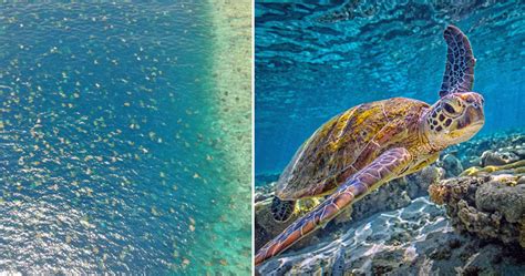 Drone Captures Beautiful Sight Of 64000 Endangered Green Turtles