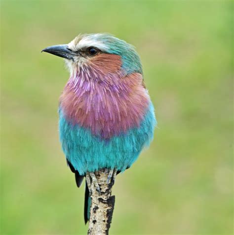 Lilac Breasted Roller Project Noah