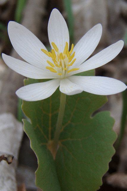 Bloodroot Blooms Late March Early April At Chimney Rock Check Out