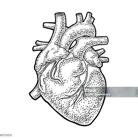 Human Anatomy Heart Vector Black Vintage Engraving Illustration Stock