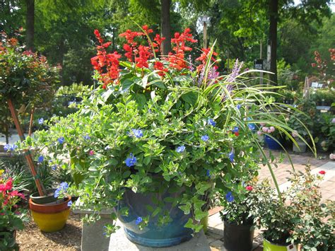 They are also lovely and common enough to easily find. Full Sun Container | Container plants, Plants, Full sun ...