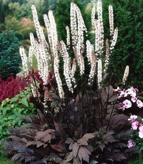 15 Actaea Brunette Plants Corinnewiktoria