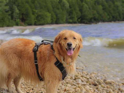 Golden Retriever Personality And Health