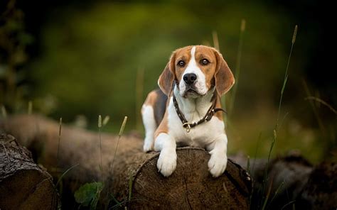 Beagle Forest Bokeh Dogs Cute Animals Pets Beagle Dog Hd