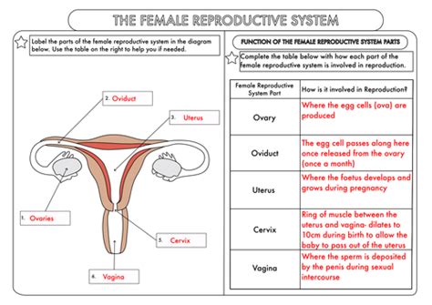 Female Reproductive System Labeling Worksheet Printable Learning How