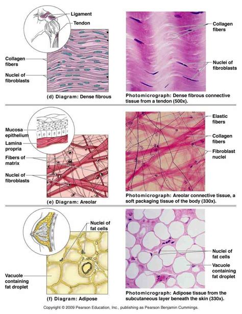 Epithelial Tissues And Their Functions Anatomy